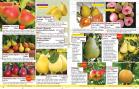 Akcija Katalog Floraekspres jesen 2018 76582