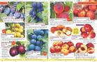 Akcija Katalog Floraekspres jesen 2018 76583