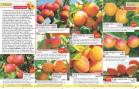 Akcija Katalog Floraekspres jesen 2018 76584