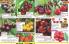 Akcija Katalog Floraekspres jesen 2018 76585