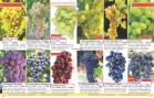 Akcija Katalog Floraekspres jesen 2018 76588