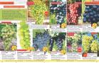 Akcija Katalog Floraekspres jesen 2018 76589