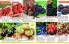 Akcija Katalog Floraekspres jesen 2018 76590