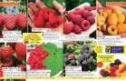 Akcija Katalog Floraekspres jesen 2018 76591