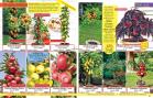 Akcija Katalog Floraekspres jesen 2018 76592