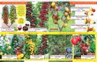 Akcija Katalog Floraekspres jesen 2018 76593