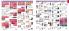 Akcija Katalog Oriflame akcija, oktobar 2018 76952