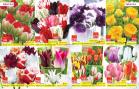 Akcija Katalog Floraekspres jesen 2018 80902