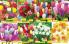Akcija Katalog Floraekspres jesen 2018 80903