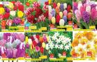 Akcija Katalog Floraekspres jesen 2018 80903