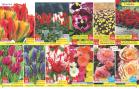 Akcija Katalog Floraekspres jesen 2018 80904