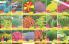 Akcija Katalog Floraekspres jesen 2018 80905