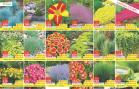 Akcija Katalog Floraekspres jesen 2018 80905