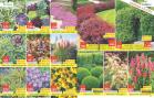 Akcija Katalog Floraekspres jesen 2018 80906