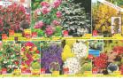 Akcija Katalog Floraekspres jesen 2018 80907
