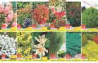 Akcija Katalog Floraekspres jesen 2018 80908