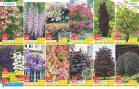 Akcija Katalog Floraekspres jesen 2018 80909