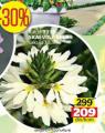 Flora Ekspres Skaevola bela u saksiji 10,5 cm