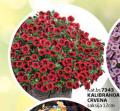 Flora Ekspres Kalibrahoa crvena u saksiji 12 cm