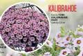 Flora Ekspres Kalibrahoa roze u saksiji 12 cm
