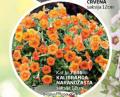 Flora Ekspres Kalibrahoa narandžasta u saksiji 12 cm