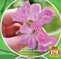 Flora Ekspres Muškatla mirisna pink u saksiji 10,5 cm