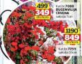 Flora Ekspres Bugenvilija crvena saksija 7 cm