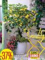 Flora Ekspres Kineski fenjeri na stablu žuti, sadnica 70 cm