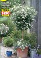 Flora Ekspres Solanum na stablu beli, sadnica 70 cm