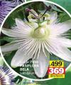 Flora Ekspres Pasiflora bela saksija 9 cm