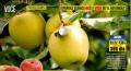 Flora Ekspres Sadnica jabuke sorta Zlatni delišes klon B