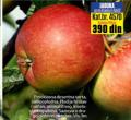 Flora Ekspres Sadnica jabuke sorta Braeburn NAKB