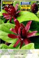 Flora Ekspres Kalikantrus Calycanthus floridus sadnica 20-30 cm