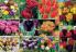 Akcija Floraekspres katalog cveća - rasprodaja novembar 2015 31195