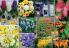 Akcija Floraekspres katalog cveća - rasprodaja novembar 2015 31196