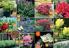 Akcija Floraekspres katalog cveća - rasprodaja novembar 2015 31198