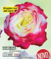 Flora Ekspres Ruža Čajevka Dupla radost