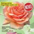 Flora Ekspres Ruža Čajevka Ašram