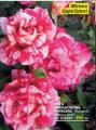 Flora Ekspres Ruža mnogocvetna Papageno