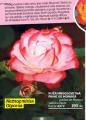 Flora Ekspres Ruža mnogocvetna Princ od Monaka