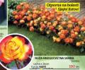 Flora Ekspres Ruža mnogocvetna SAmba