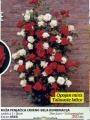 Flora Ekspres Ruža Penjačica crveno-bela kombinacija
