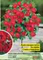 Flora Ekspres Ruža stablašica mnogocvetna crvena