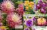Akcija Floraekspres katalog sadnica proleće 2016 37142
