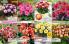 Akcija Floraekspres katalog sadnica proleće 2016 37143
