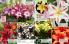 Akcija Floraekspres katalog sadnica proleće 2016 37147