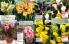 Akcija Floraekspres katalog sadnica proleće 2016 37149