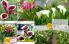 Akcija Floraekspres katalog sadnica proleće 2016 37150