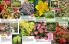 Akcija Floraekspres katalog sadnica proleće 2016 37164