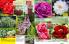 Akcija Floraekspres katalog sadnica proleće 2016 37168